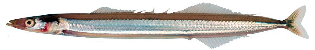 Gymnammodytes cicerelus_03.jpg